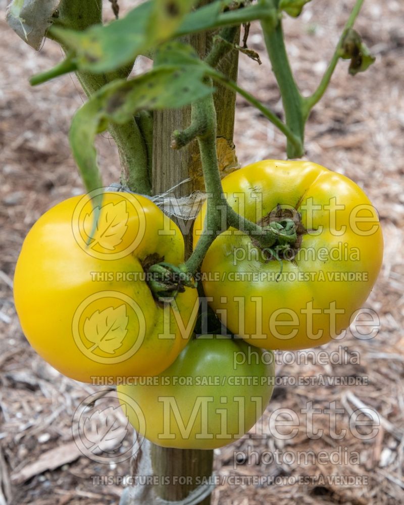 Solanum Lemon Boy (Tomato vegetable - tomate) 3